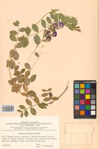 Lathyrus japonicus var. maritimus (L.) J.T.Kartesz & Gandhi, Siberia, Chukotka & Kamchatka (S7) (Russia)