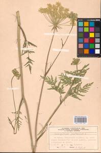 Silphiodaucus prutenicus subsp. prutenicus, Eastern Europe, Moscow region (E4a) (Russia)