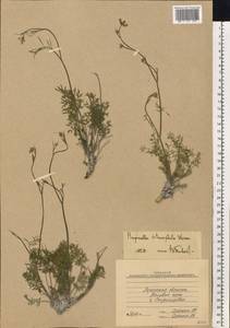 Pimpinella tragium Vill., Eastern Europe, North Ukrainian region (E11) (Ukraine)