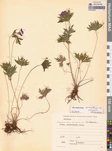 Geranium erianthum DC., Siberia, Chukotka & Kamchatka (S7) (Russia)