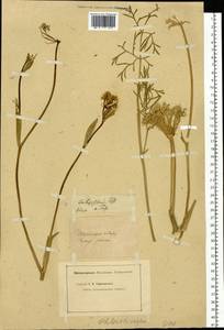Phlojodicarpus villosus (Turcz. ex Fisch. & C. A. Mey.) Turcz. ex Ledeb., Siberia (no precise locality) (S0) (Russia)