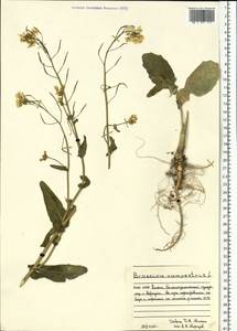 Brassica rapa subsp. sylvestris (L.) Janch., Eastern Europe, Northern region (E1) (Russia)