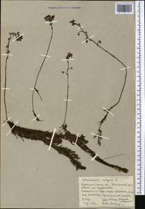 Utricularia vulgaris L., Middle Asia, Northern & Central Kazakhstan (M10) (Kazakhstan)