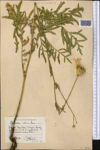 Rhaponticoides ruthenica (Lam.) M.V.Agab. & Greuter, Middle Asia, Western Tian Shan & Karatau (M3) (Kyrgyzstan)