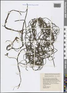 Sparganium hyperboreum Laest. ex Beurl., Siberia, Western Siberia (S1) (Russia)