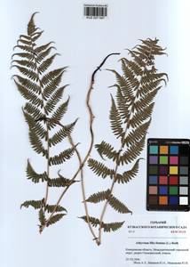Athyrium filix-femina, Siberia, Altai & Sayany Mountains (S2) (Russia)