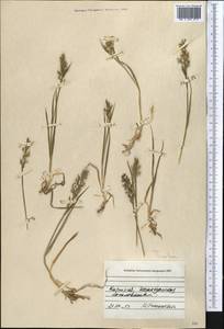 Trisetum, Middle Asia, Northern & Central Tian Shan (M4) (Kyrgyzstan)