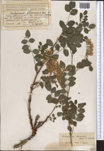 Hedysarum semenovii Regel & Herder, Middle Asia, Northern & Central Tian Shan (M4) (Kazakhstan)