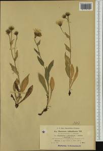 Hieracium valdepilosum subsp. oligophyllum (Nägeli & Peter) Zahn, Western Europe (EUR) (Switzerland)