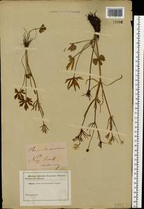 Ranunculus auricomus L., Eastern Europe, North Ukrainian region (E11) (Ukraine)