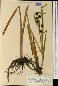 Sparganium stoloniferum (Buch.-Ham. ex Graebn.) Buch.-Ham. ex Juz., Mongolia (MONG) (Mongolia)