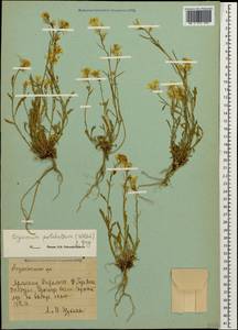 Erysimum pulchellum (Willd.) J. Gay, Caucasus, Armenia (K5) (Armenia)