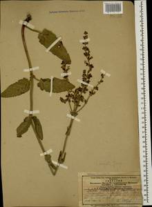 Salvia virgata Jacq., Caucasus, Azerbaijan (K6) (Azerbaijan)