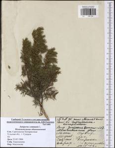 Juniperus communis L., Eastern Europe, Central region (E4) (Russia)