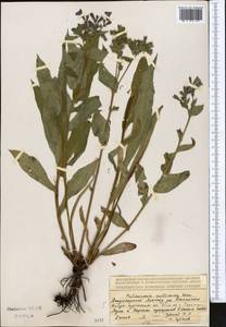 Pulmonaria mollis Wulfen ex Hornem., Middle Asia, Dzungarian Alatau & Tarbagatai (M5) (Kazakhstan)