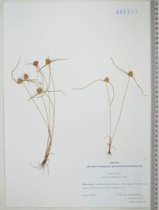 KHA2397, Cyperus michelianus (L.) Delile, Siberia, Russian Far East (S6) (Russia)