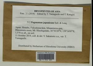 Pogonatum japonicum Sull. & Lesq., Bryophytes, Bryophytes - Asia (outside ex-Soviet states) (BAs) (Japan)