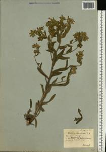 Onosma borysthenica Klokov, Eastern Europe, South Ukrainian region (E12) (Ukraine)