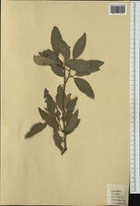 Quercus, Western Europe (EUR) (Malta)