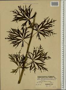 Aconitum variegatum subsp. nasutum (Fischer ex Rchb.) Götz, Caucasus, North Ossetia, Ingushetia & Chechnya (K1c) (Russia)