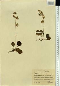 Pyrola grandiflora Radius, Siberia, Yakutia (S5) (Russia)
