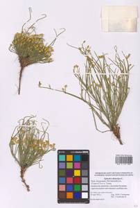 Ephedra distachya L., Eastern Europe, Lower Volga region (E9) (Russia)