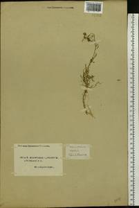 Descurainia sophia (L.) Webb ex Prantl, Eastern Europe, Northern region (E1) (Russia)