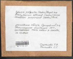 Pylaisia polyantha (Hedw.) Schimp., Bryophytes, Bryophytes - Moscow City & Moscow Oblast (B6a) (Russia)