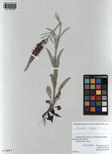 Veronica incana L., Siberia, Altai & Sayany Mountains (S2) (Russia)