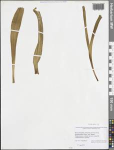 Colchicum, Eastern Europe, Northern region (E1) (Russia)