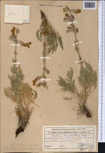 Salvia trautvetteri Regel, Middle Asia, Western Tian Shan & Karatau (M3) (Kazakhstan)