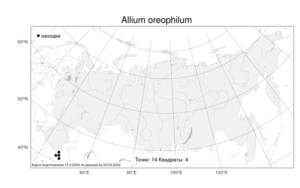 Allium oreophilum C.A.Mey., Atlas of the Russian Flora (FLORUS) (Russia)