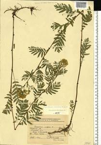 Tanacetum vulgare L., Eastern Europe, Central region (E4) (Russia)