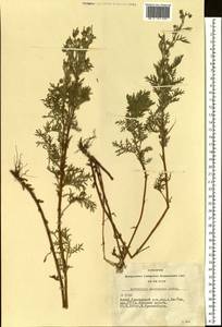 Artemisia macrantha Ledeb., Siberia, Altai & Sayany Mountains (S2) (Russia)