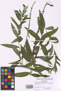 Pentanema salicinum subsp. salicinum, Eastern Europe, Central region (E4) (Russia)
