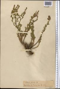 Artemisia pamirica C. Winkl., Middle Asia, Pamir & Pamiro-Alai (M2)