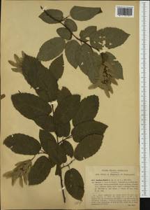 Carpinus betulus L., Western Europe (EUR) (Italy)