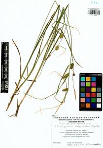 Carex vesicata Meinsh., Siberia, Baikal & Transbaikal region (S4) (Russia)