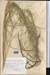 Stipagrostis karelinii (Trin. & Rupr.) H.Scholz, Middle Asia, Karakum (M6) (Turkmenistan)