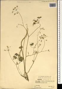 Pimpinella peregrina L., South Asia, South Asia (Asia outside ex-Soviet states and Mongolia) (ASIA) (Afghanistan)