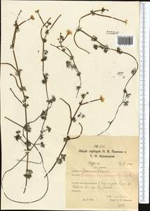 Ranunculus trichophyllus subsp. trichophyllus, Middle Asia, Northern & Central Kazakhstan (M10) (Kazakhstan)