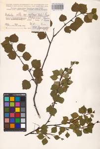 Betula pubescens var. pubescens, Eastern Europe, Northern region (E1) (Russia)