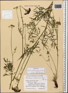 Dichoropetalum pschawicum (Boiss.) Pimenov & Kljuykov, Caucasus, North Ossetia, Ingushetia & Chechnya (K1c) (Russia)