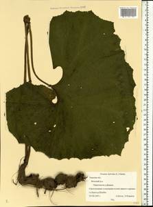 Petasites hybridus (L.) G. Gaertn., B. Mey. & Scherb., Eastern Europe, North-Western region (E2) (Russia)