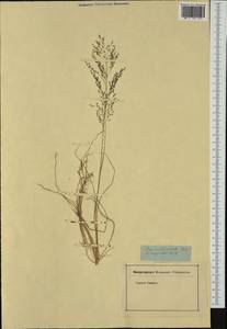 Eragrostis, Western Europe (EUR) (Not classified)
