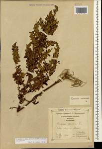 Ononis arvensis L., Caucasus, Georgia (K4) (Georgia)