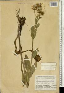 Senecio kolenatianus C. A. Mey., Caucasus, Armenia (K5) (Armenia)