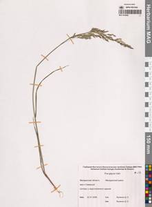 Poa glauca Vahl, Siberia, Chukotka & Kamchatka (S7) (Russia)