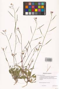 Diplotaxis muralis (L.) DC., Eastern Europe, Central region (E4) (Russia)