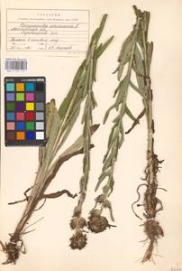 Campanula cervicaria L., Eastern Europe, Moscow region (E4a) (Russia)